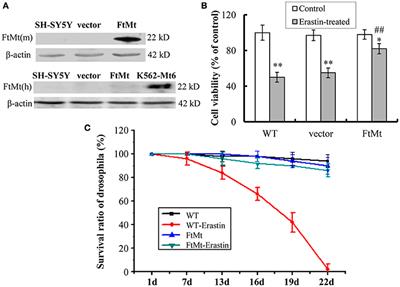 The Protective Role of Mitochondrial Ferritin on Erastin-Induced Ferroptosis
